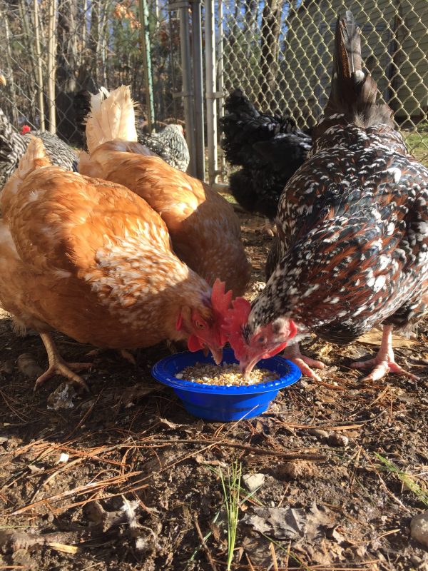 Chickens eating homemade treat